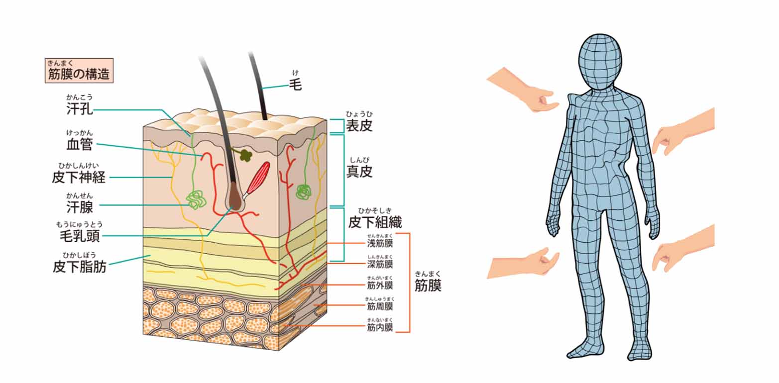 理学療法士や医師が修得可能な筋膜手技をベースに、生活スタイル・姿勢・体質・筋膜の状態を徹底的に評価したうえで組み立てる完全オーダーメイドの施術